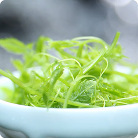 绞股蓝嫩芽
